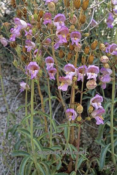 penstemon grinnellii var scrophularioides 2 graphic